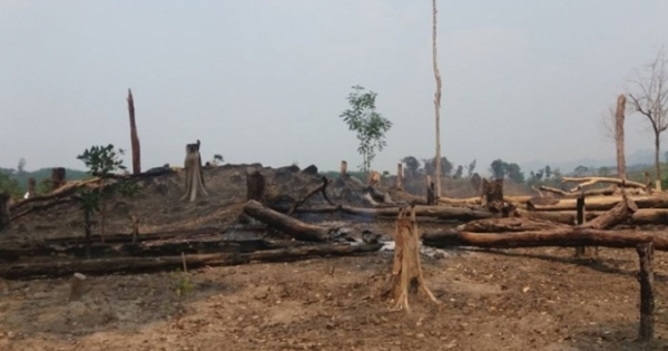 Gia Lai: Khai khống trồng rừng, trục lợi hàng tỉ đồng