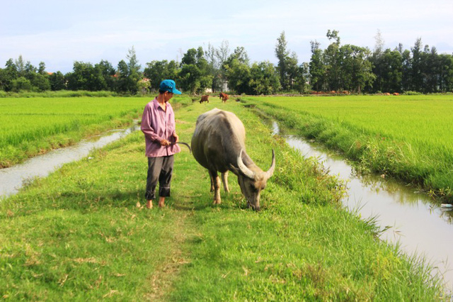 Từ nhiều năm nay, người n&ocirc;ng d&acirc;n ngh&egrave;o tại x&atilde; An Ninh, huyện Quảng Ninh, tỉnh Quảng B&igrave;nh rất bức x&uacute;c trước việc Hợp t&aacute;c x&atilde; tự &yacute; đề ra c&aacute;c khoản thu ph&iacute; đồng cỏ cho tr&acirc;u b&ograve;, ph&iacute; đồng ruộng cho g&agrave;, vịt.
