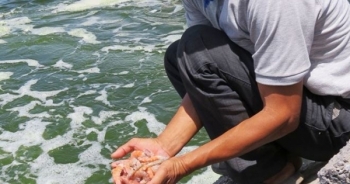 Quảng Bình: Dịch bệnh trên tôm nuôi bùng phát sớm hơn mọi năm