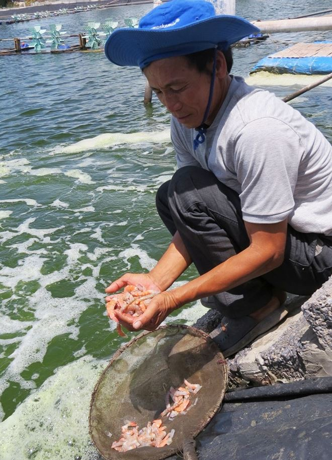 T&ocirc;m nu&ocirc;i bị dịch bệnh b&ugrave;ng ph&aacute;t g&acirc;y nhiều thiệt hại cho người n&ocirc;ng d&acirc;n Quảng B&igrave;nh