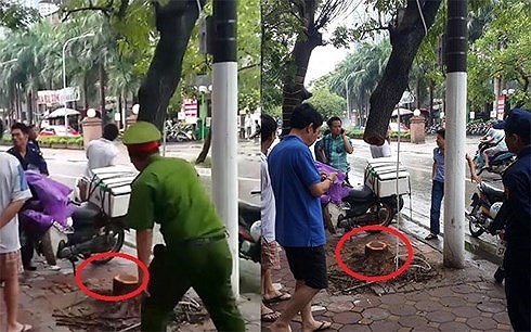 Vụ cây sưa ở Hà Nội bị cưa trộm: Bắt giữ 6 đối tượng