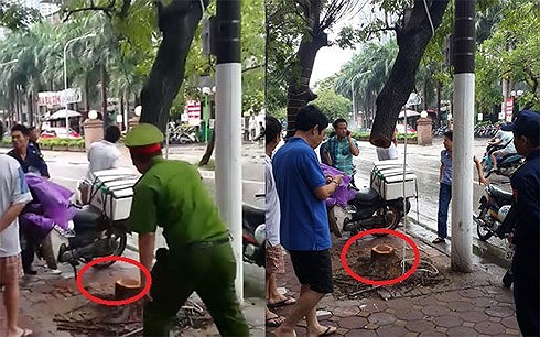 C&acirc;y gỗ sưa qu&yacute; hiếm bị cưa trộm trong đ&ecirc;m ở H&agrave; Nội.