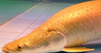 Cá Hải Tượng Long, thú chơi cá cảnh 