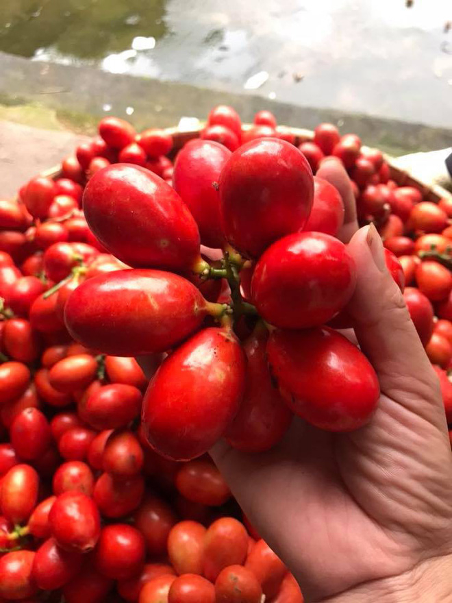 V&agrave; đ&acirc;y l&agrave; ch&ugrave;m quả m&aacute;u rừng đỏ rực.