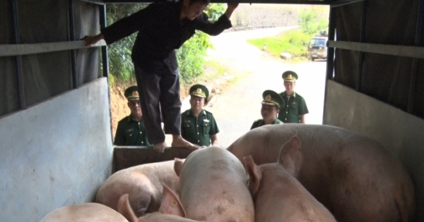 Hà Giang: Bắt giữ đàn lợn nhập lậu từ Trung Quốc về Việt Nam tiêu thụ
