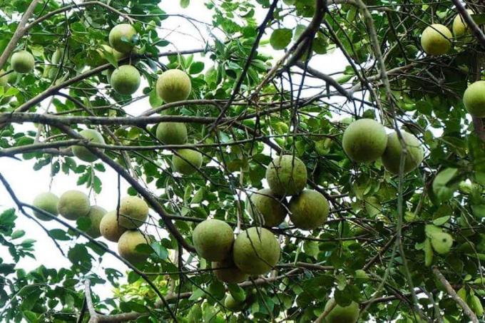 Thanh tr&agrave; xứ Huế.