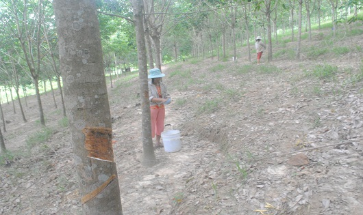D&ugrave; đang l&agrave; thời điểm cạo mủ cao su nhưng người d&acirc;n vẫn khai th&aacute;c d&egrave; chừng v&igrave; gi&aacute; b&aacute;n ra qu&aacute; thấp.
