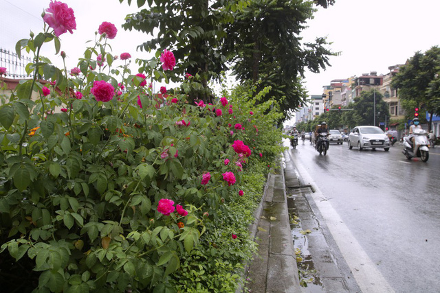 C&aacute;c kh&oacute;m hoa hồng được trồng dọc theo vỉa h&egrave; đường L&ecirc; Trọng Tấn, tr&ecirc;n dải ngăn c&aacute;ch giữa l&ograve;ng đường v&agrave; vỉa h&egrave;.