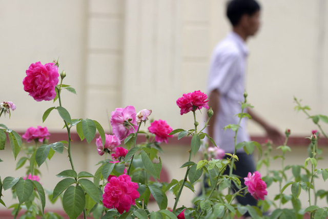 C&aacute;c kh&oacute;m hoa được trồng ngắt qu&atilde;ng từng đoạn, kh&ocirc;ng phải trồng liền suốt chiều d&agrave;i tuyến đường.