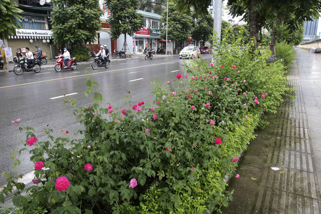 Đ&acirc;y l&agrave; con đường với nhiều c&acirc;y xanh được trồng mới, trong đ&oacute; c&oacute; rất nhiều loại c&acirc;y hoa được trồng ven đường.