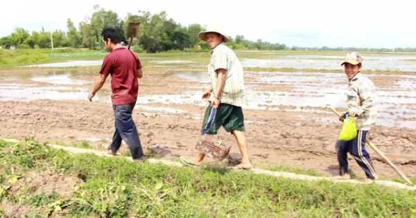 Săn chuột đồng nghề "hốt bạc" mùa lũ miền Tây