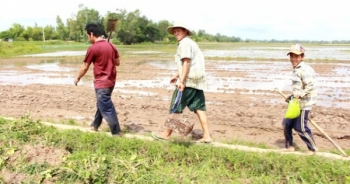 Săn chuột đồng nghề "hốt bạc" mùa lũ miền Tây