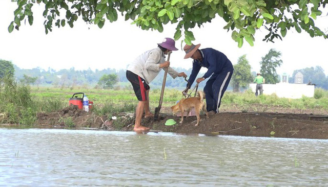 Mỗi khi m&ugrave;a nước lũ về, c&ocirc;ng việc săn chuột đồng trở th&agrave;nh th&uacute; vui v&agrave; c&oacute; th&ecirc;m nguồn thu nhập đ&aacute;ng kể của người d&acirc;n miền T&acirc;y.