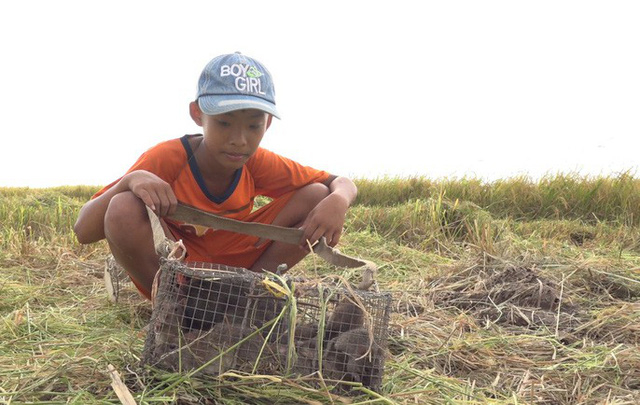 Hiện tại, gi&aacute; chuột b&aacute;n tại chợ khoảng 80.000 đồng/kg.