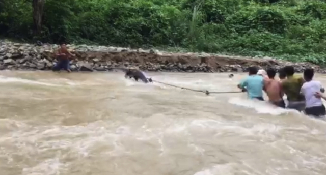 D&ugrave;ng d&acirc;y thừng k&eacute;o người l&agrave; c&aacute;ch l&agrave;m của người d&acirc;n&nbsp;bản Na Lợt&nbsp;mỗi khi qua khe, khi nước lũ chưa d&acirc;ng cao.