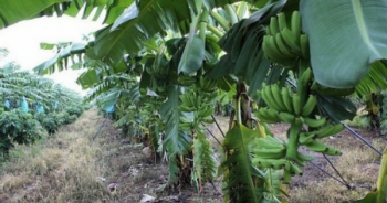 HAGL Agrico rót thêm hơn 1.100 tỷ vào chuối và ớt