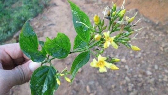 Bình Phước: Vợ nhẫn tâm đầu độc chồng bằng nồi canh lá ngón