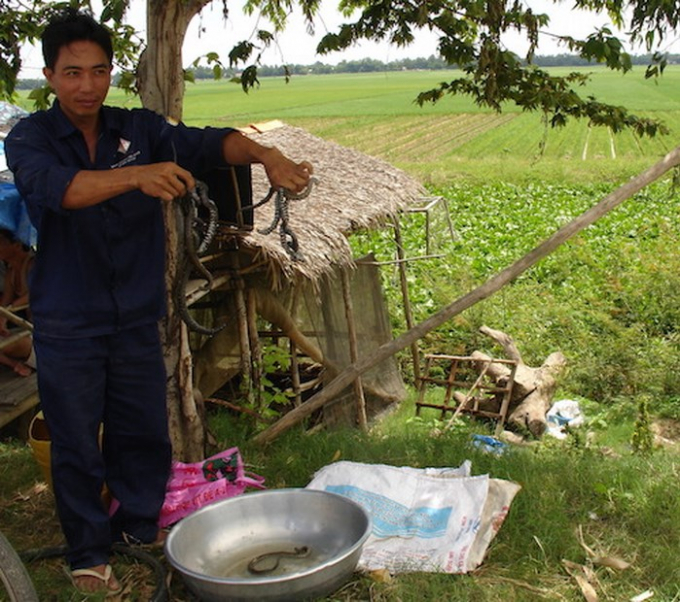 Ngo&agrave;i c&aacute; linh, những sản vật m&ugrave;a nước nổi kh&aacute;c như chuột, rắn... cũng gi&uacute;p người d&acirc;n v&ugrave;ng lũ ổn định cuộc sống.