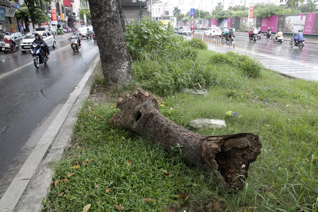 H&agrave; Nội: C&acirc;y dại mọc như ở b&atilde;i hoang giữa phố Giảng V&otilde;