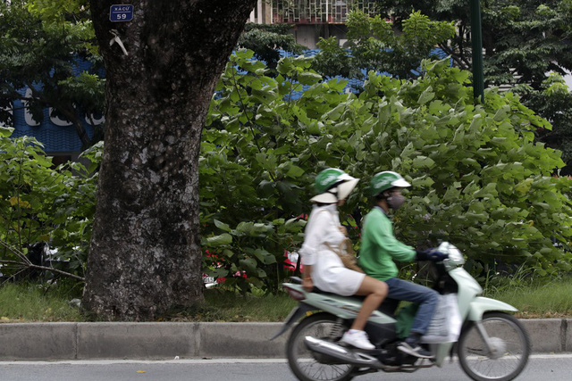 H&agrave; Nội: C&acirc;y dại mọc như ở b&atilde;i hoang giữa phố Giảng V&otilde;