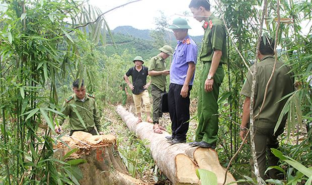 Hiện trường lực lượng chức năng ph&aacute;t hiện nhiều c&acirc;y gỗ lớn bị chặt hạ.