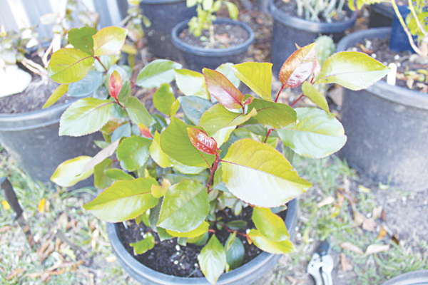 C&acirc;y thi&ecirc;n đường.