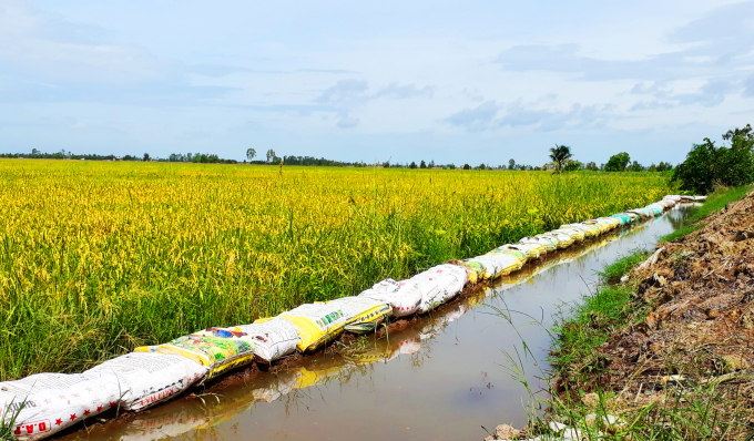 Người d&acirc;n x&atilde; Nam Th&aacute;i Sơn d&ugrave;ng bao tải gia cố bờ ruộng để ngăn nước v&agrave;o ruộng