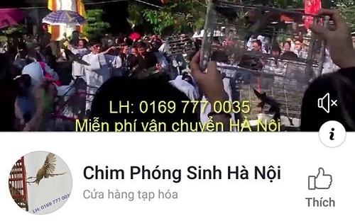 Hành trình trầm luân của chim phóng sinh