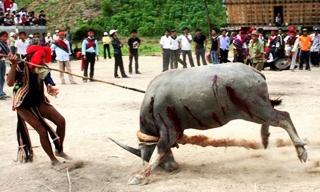 Thừa Thiên Huế: Yêu cầu xác minh vụ thu tiền tổ chức lễ hội đâm trâu