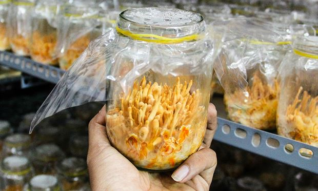 Nhiều DN đ&atilde; nu&ocirc;i cấy được đ&ocirc;ng tr&ugrave;ng hạ thảo nhưng hiện vẫn chưa c&oacute; quy định về h&agrave;m lượng như thế n&agrave;o mới được gọi l&agrave; đ&ocirc;ng tr&ugrave;ng hạ thảo