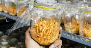 Bát nháo thị trường đông trùng hạ thảo