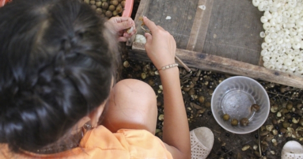 Kiếm bạc triệu nhờ ngày ngày chăm chỉ xoáy long nhãn