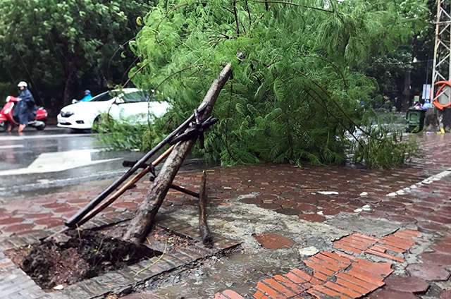 Hà Nội mưa liên tục sau bão, cây xanh gãy đổ ở nhiều nơi - 1