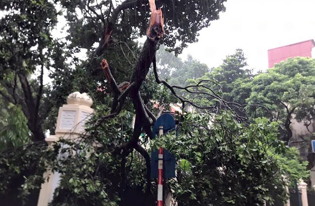 Hà Nội mưa liên tục sau bão, cây xanh gãy đổ ở nhiều nơi - 8
