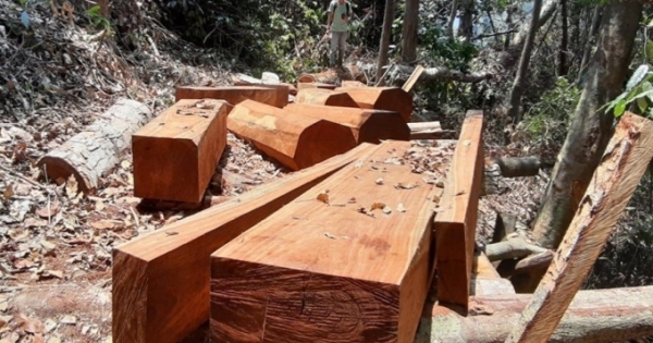 Quảng Nam: Hàng loạt khu rừng bị “xẻ thịt”