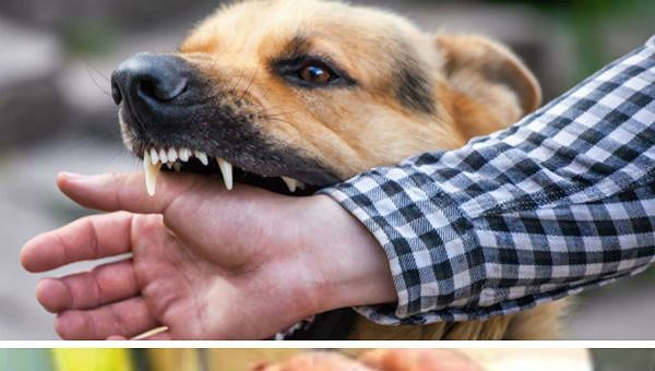 Cách phòng chống bệnh dại
