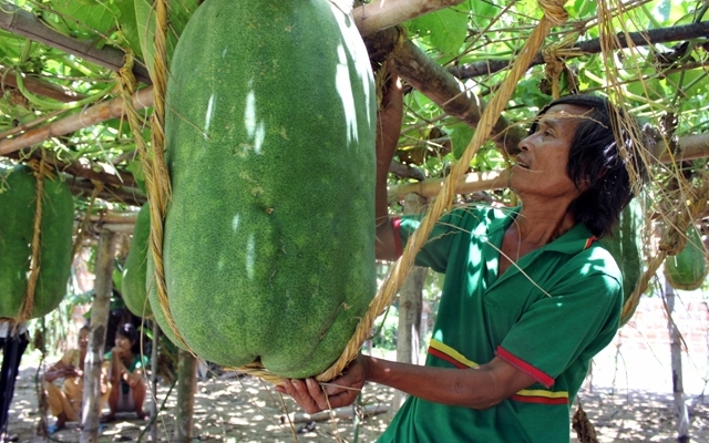 Clip - Những trái bí đao