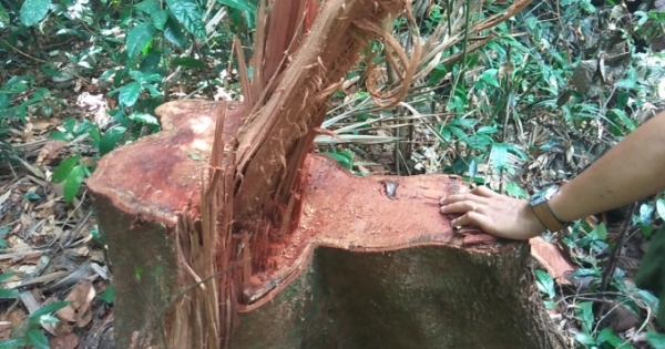 Tỉnh Đắk Lắk chỉ đạo khẩn sau loạt bài phá rừng Pháp luật Plus phản ánh, nhưng cấp dưới "túc tắc" báo cáo