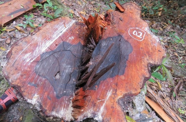 Vụ phá rừng gỗ mun ở VQG Phong Nha - Kẻ Bàng: Không khó tìm ra thủ phạm?