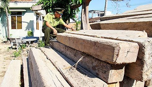 Nhức nhối nạn phá rừng ở Khánh Hòa
