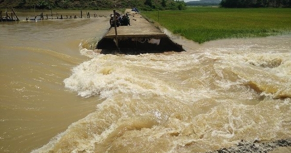 Ngụp lặn giữa dòng nước hộ đê cứu lúa