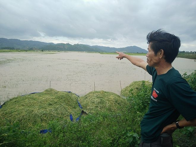 Khoảng 200 ha lúa đã chìm trong nước, nhiều người chấp nhận gặt lúa non.