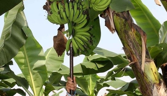 Tiếp thêm động lực cho đồng bào vùng cao Lào Cai làm giàu