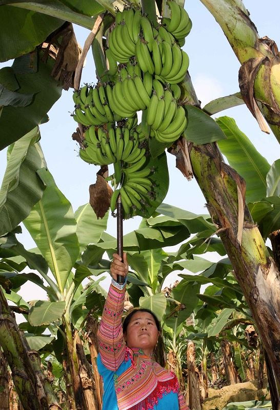 Chị Giàng Thị Chu bên “vựa chuối” khởi nghiệp từ vốn vay chính sách