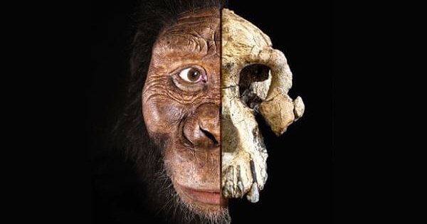 Phát hiện bất ngờ về tổ tiên loài người