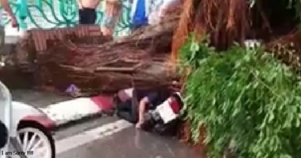 Hà Nội: Mưa lớn, cây đổ ngổn ngang đè chết người