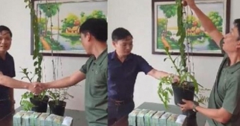 Cơn sốt lan phi điệp đột biến: "Bong bóng đang vỡ rồi"