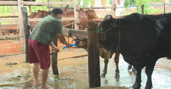 Bắt quả tang lò mổ bơm nước vào bụng bò trước khi giết thịt