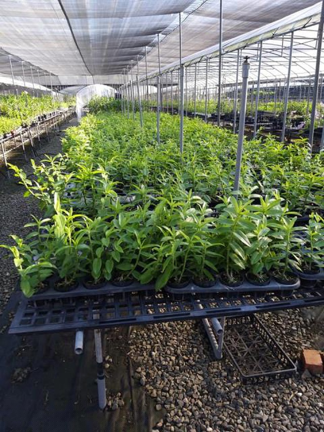 Lan Phi điệp đột biến 5 cánh trắng được cho là nhân giống bằng phương pháp nuôi cấy mô tại một nhà vườn ở Đài Loan (Trung Quốc).