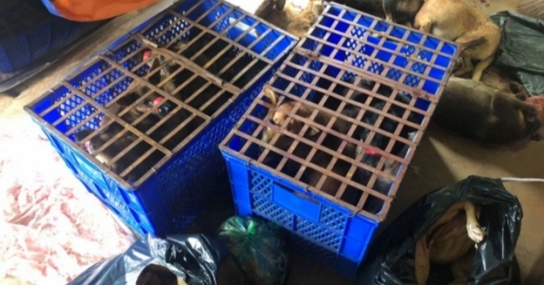 Đắk Nông: Khởi tố, tạm giam 7 đối tượng trộm chó chuyên nghiệp